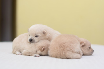 Puppies Pomeranian cream