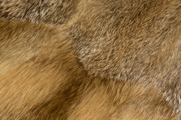 Classy red fox fur, colorful