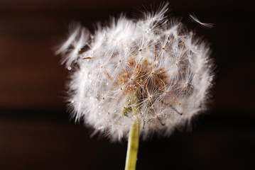 closeup of dandelion with water drops