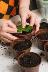Woman plants a houseplant