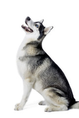 Fototapeta premium black and white husky