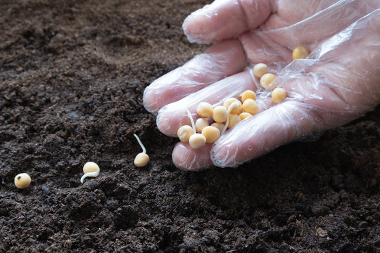 Sowing of peas.