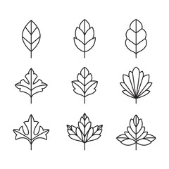 icon leaf, vector