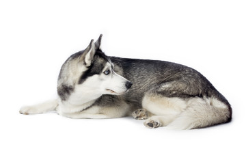 black and white husky
