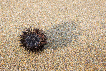 Urchin  at the coast line.