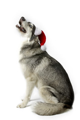 santa husky howling