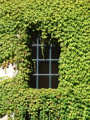 Finestra immersa nel verde