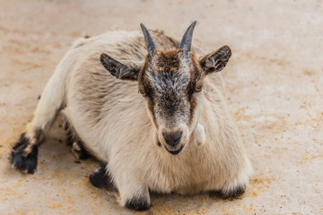 Goat portrait