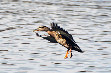 Stockente (Anas platyrhynchos) bei der Landung
