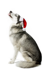 big dog with tongue sticking out