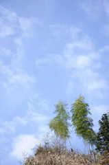 The beautiful bamboos in blue sky
