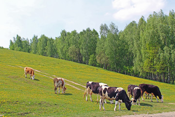 Meadow full of dandelions with grazing cows