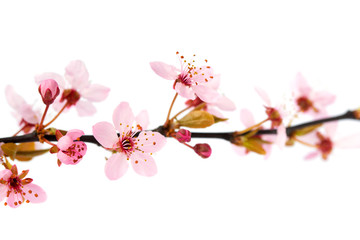 Spring cherry tree flowers, isolated on white background