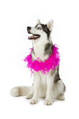 pet dog with pink garland