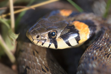 The head of the snake .