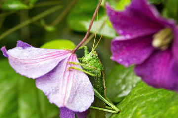 Grasshopper sitting on a flower clematis.