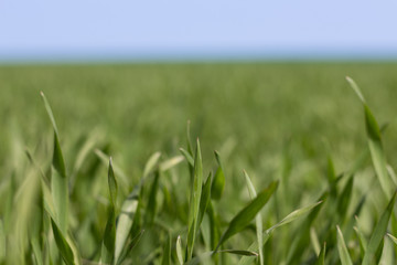 Obraz premium grass closeup, meadow macro, field background