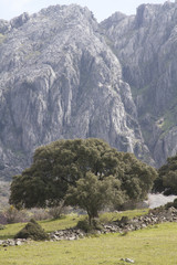 Acebuche y Sierra del Caillo en el P.N. Sierra de Grazalema.