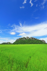 Rice fields with hill background