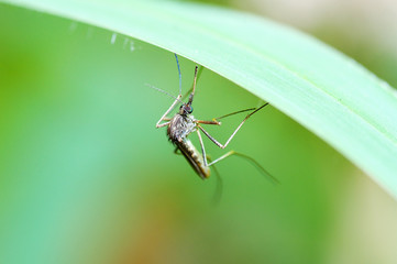 Mosquito in macro photo