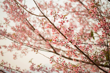 Wild himalayan cherry on tree in Chiang Mai province, Thailand.