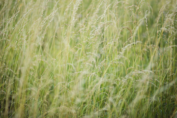 Background of spikelets grass