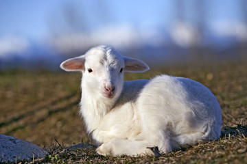 Cute Lamb sitting in grass early spring