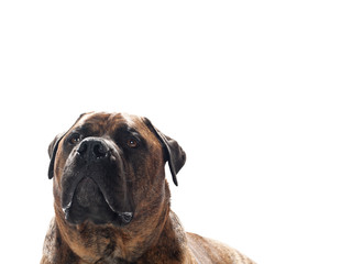 Fototapeta premium dog's head