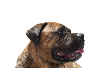 Obraz premium side of dog's face