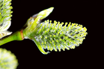 Green bud on the branch. Black background.