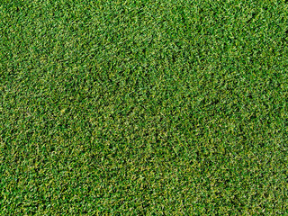 The artificial grass