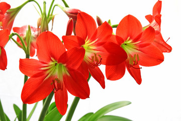 Red flowers on a white background.