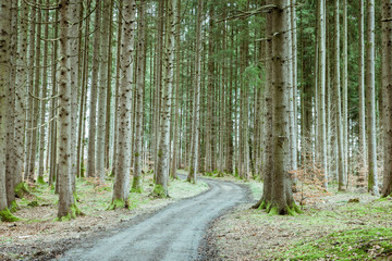 Fresh forest in springtime with a dirt road