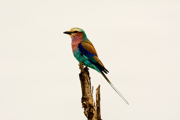 lilac Breasted Roller on a post