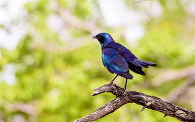 blue eared starling perched in a tree