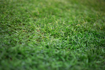 Naklejka premium artificial grass
