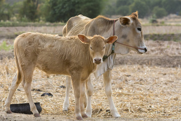 Naklejka na ściany i meble couple of calfs on dry country field