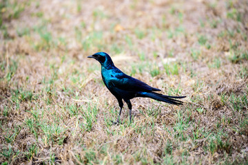 Glossy Starling on the ground