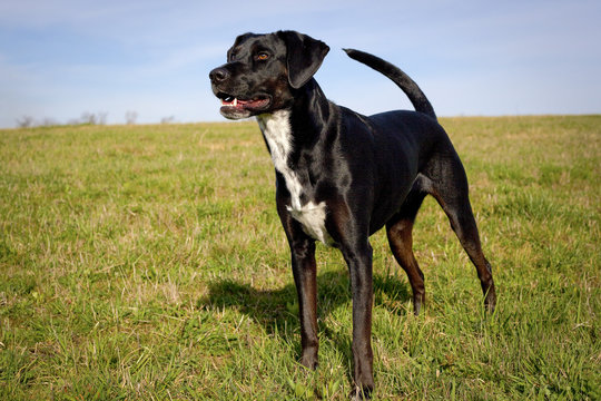 Alert looking black dog standing looking left in green field