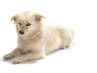 Obraz premium white dog