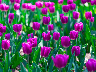 Fresh and vibrant tulip flowers.