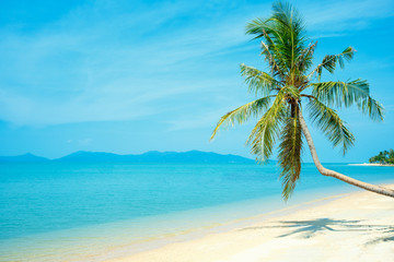 Tropical beach with coconut palm. Koh Samui, Thailand