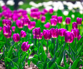 Fresh and vibrant tulip flowers.