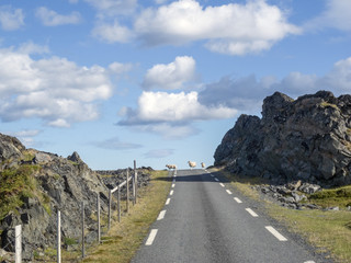 Schafen unterwegs,Teil2/mehrere Schafe queren eine einsame Strasse in Nordnorwegen