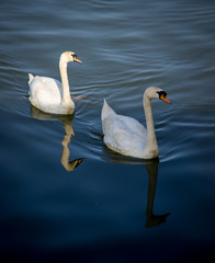 Two swans