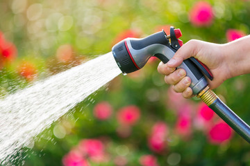 Watering garden flowers using hose 