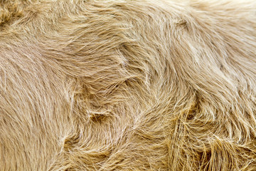vintage style brown cow fur background