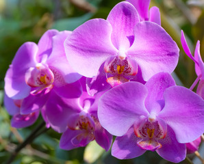 Fototapeta na wymiar Macro orchids in botanical garden.