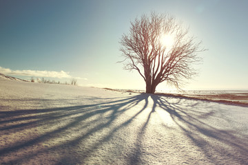 Beautiful winter tree with shadow and sun, vintage filter, Iceland