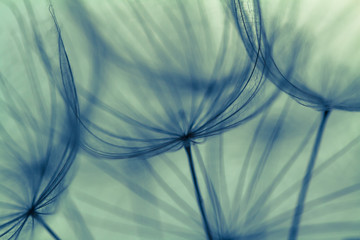 Abstract dandelion flower background, extreme closeup. Big dandelion on natural background. Art photography 